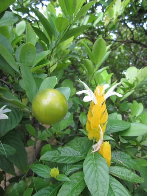 My calamansi tree with the golden candle flower underneath.