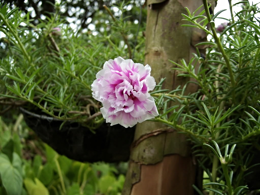 A variegated Vietnam Rose.
