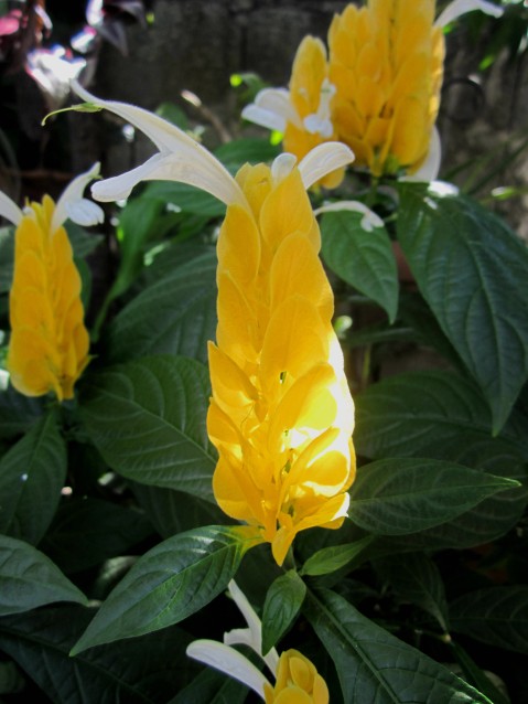 Golden candle, also known as shrimp plant