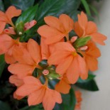 Crossandra, I have these flowers as grown covers outside my bedroom window, lovely orange blooms that greet me every morning.
