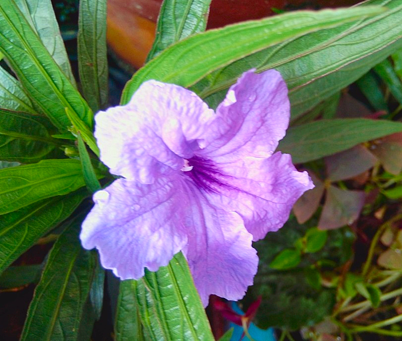 Another attempt at macro...my lovely purple Ruellia.
